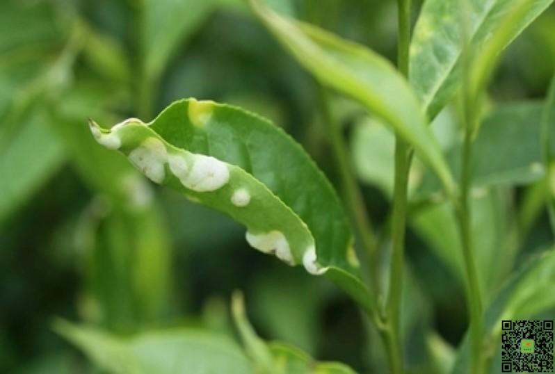 茶饼病的识别与防治