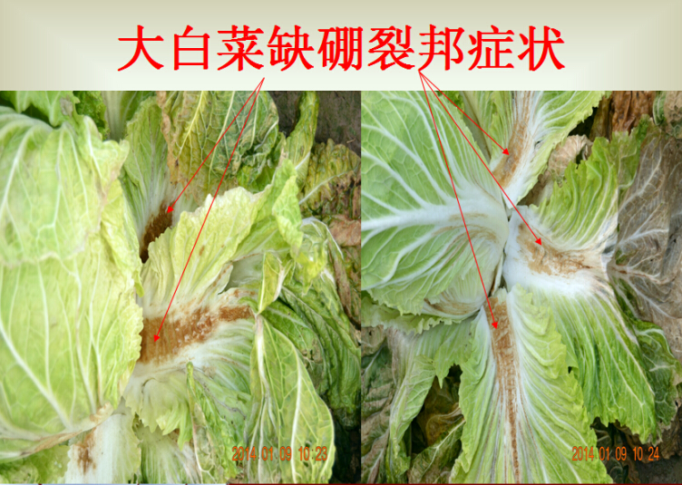 大白菜缺硼的症状及其预防对策